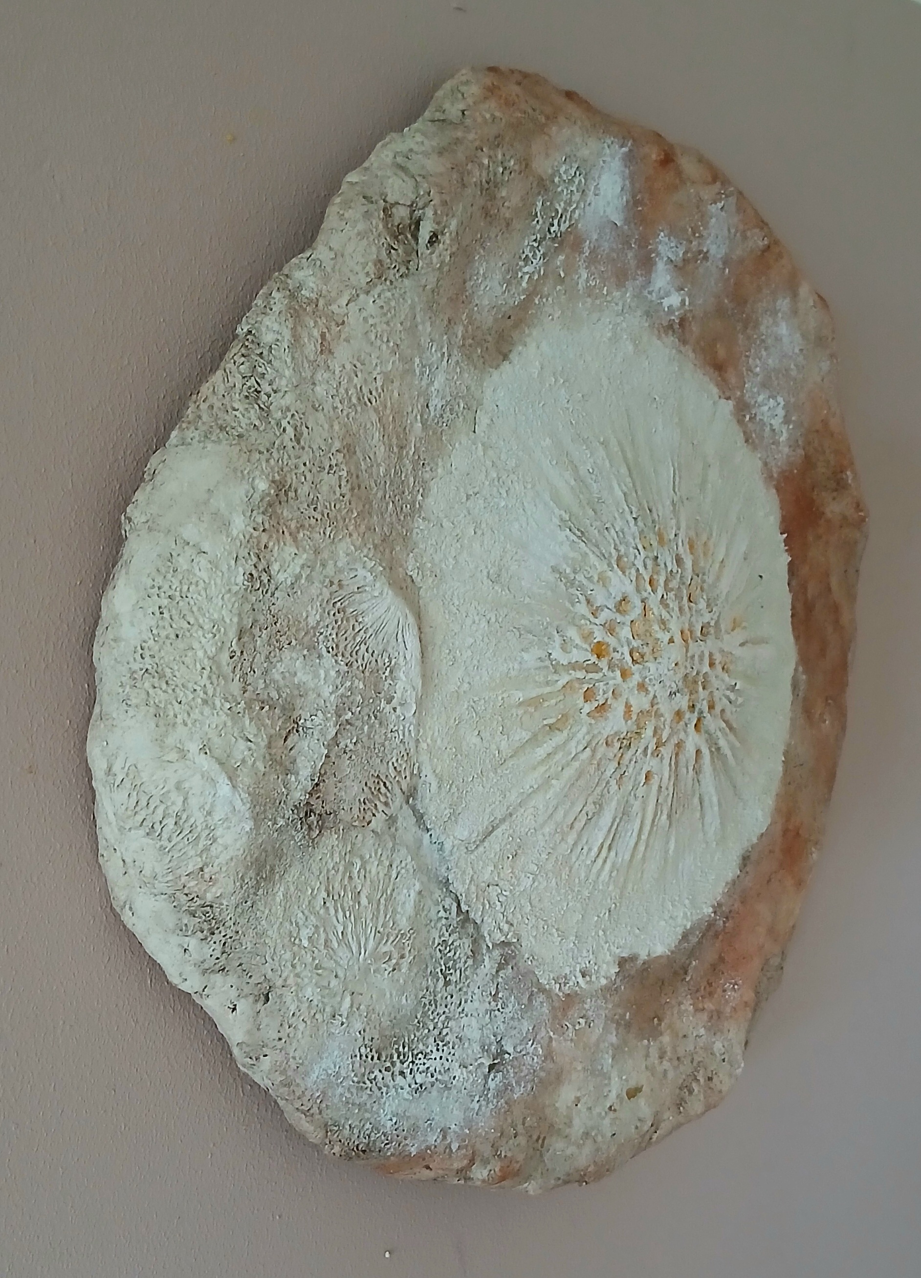 Fossil Feeling Elements Artwork